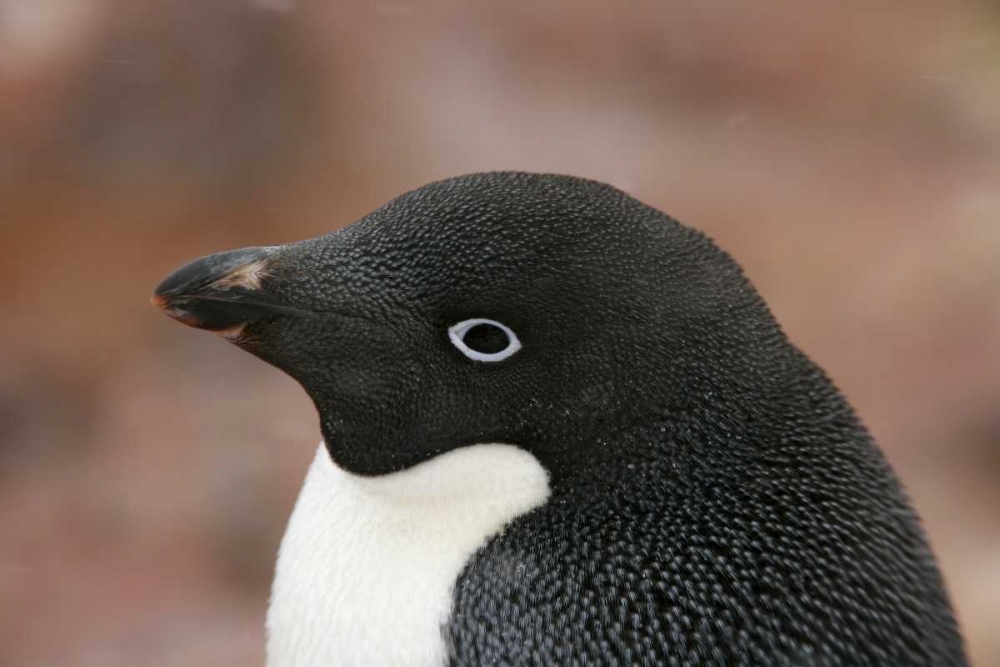 Antarctica, Brown Bluff Adelie penguin adult